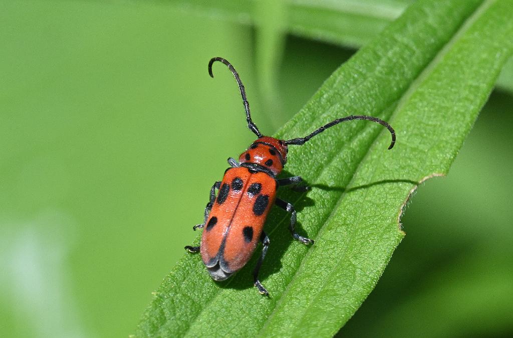 2025-07229795 Wachusett Meadow, MA.JPG - Milkweed Beetle. Wachusett Meadow Wildlife Sanctuary, MA, 7-22-2025